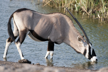 Etosha National Park Namibia, Africa . oryx