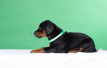 Portrait of Puppy with green belt