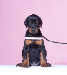 Puppy with pink belt