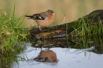 Chaffinch with reflection