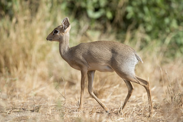 Naklejka na ściany i meble africa kenya Samburu game reserve, a Dik Dik antelope