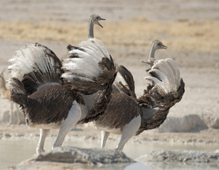 Etosha National Park Namibia, Africa two female  ostrich
