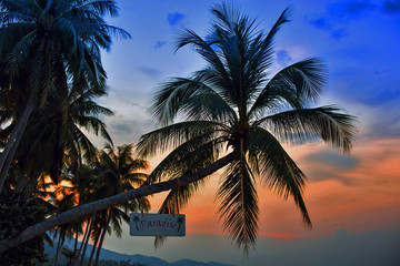 Obraz na płótnie Canvas Palm Trees silhouettes on the Colorful Sky background