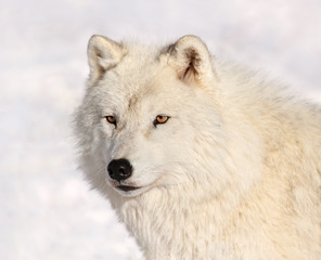 Obraz na płótnie Canvas portrait du loup arctique