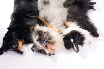 Shelties und Mini-Aussie im Studio