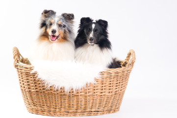 Shelties und Mini-Aussie im Studio