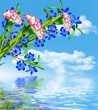 carnation flowers on a background of blue sky with clouds