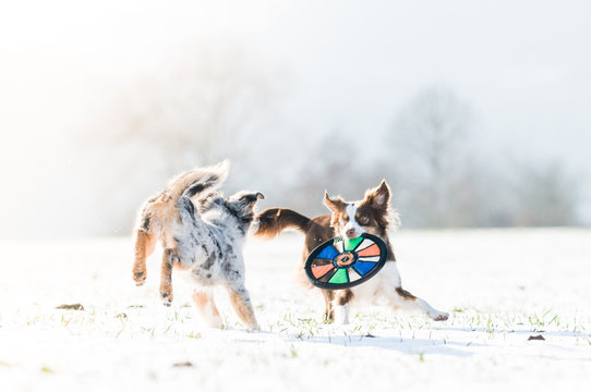 Spielende Mini-Aussies im Schnee