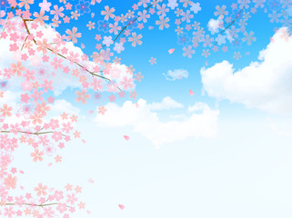 桜　花　背景