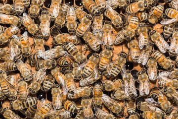 Close up bees on honeycells