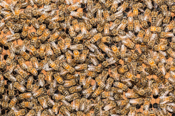 Close up bees on honeycells