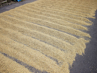 Fototapeta na wymiar Paddy rice being dried on road in countryside