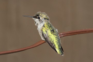 Annas Hummingbird (Calypte anna) on a wire