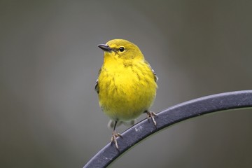 Male Pine Warbler (Dendroica Setophaga pinus)