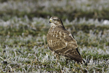 common buzzard in a winter scene / Buteo buteo