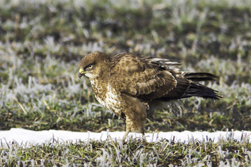 common buzzard in a winter scene / Buteo buteo