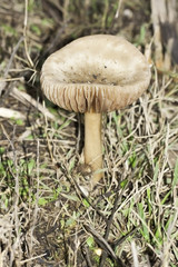 wild mushroom in forest