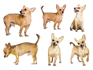 Set of  Toy Terriers