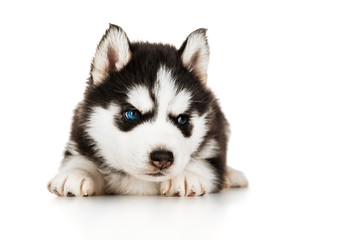 Fototapeta premium Cute husky puppy