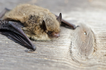animal  bat Nathusius pipistrelle (Pipistrellus nathusii) - 77205068