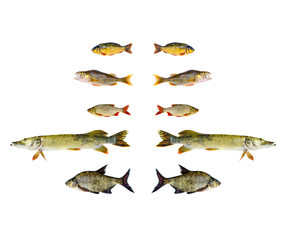 various freshwater fish isolated on white background