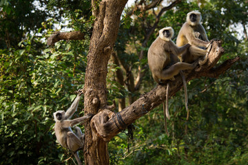 Black monkeys in tree in Rishikesh, India