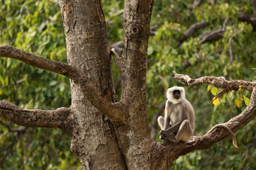 Black moneky in the tree in Rishikesh, India