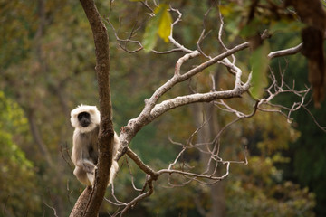 Black moneky in the tree in Rishikesh, India