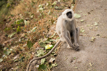 Black monkey on the road in Rishikesh, India