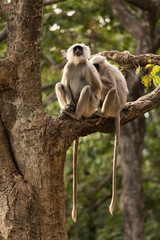 Black monkeys in tree in Rishikesh, India