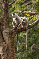 Black monkeys in tree in Rishikesh, India