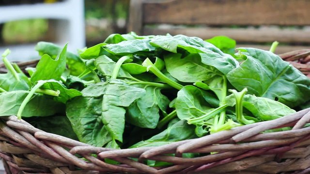 Basket of spinach