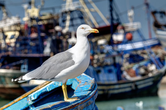 port de peche