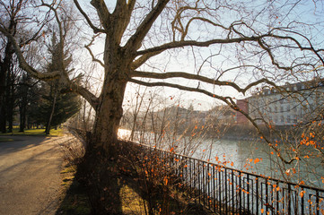 lonely tree on a background of city river