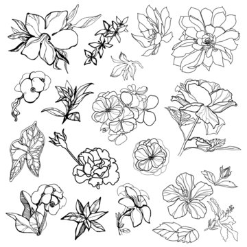 sketches of flowers