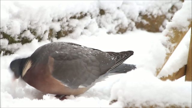 Ringeltaube, Taube pickt Futter im Schnee, Taube, Wood pigeon