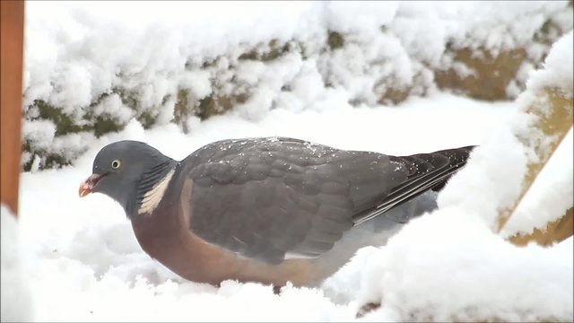 Ringeltaube, Taube pickt Futter im Schnee, Taube, Wood pigeon