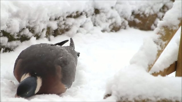 Ringeltaube, Taube pickt Futter im Schnee, Taube, Wood pigeon