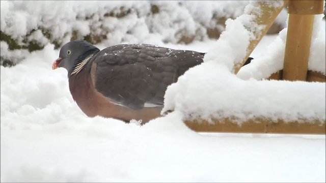 Ringeltaube, Taube pickt Futter im Schnee, Taube, Wood pigeon