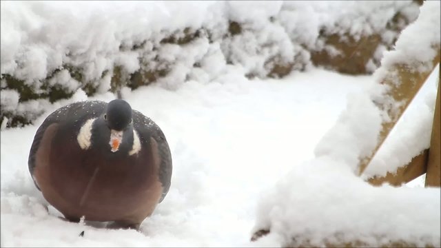 Ringeltaube, Taube pickt Futter im Schnee, Taube, Wood pigeon