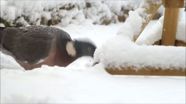 Ringeltaube, Taube pickt Futter im Schnee, Taube, Wood pigeon