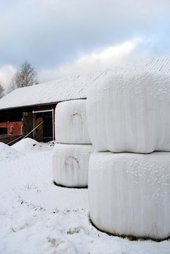 Kuhstall im Winter