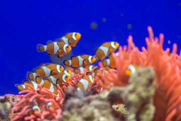 fish © Ivan Kmit