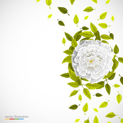 White flower and leafs on bright background.