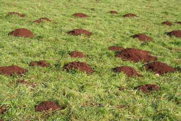 tane di talpe in giardino
