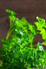 The leaves of fresh parsley