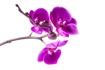 Fototapeta premium majestic bright living flower