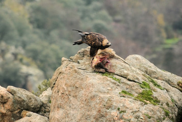 aguila real con un tejón