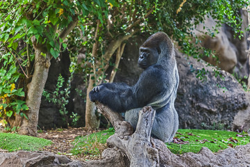 Gorilla in Loro-Parque. Tenerife. Spain.