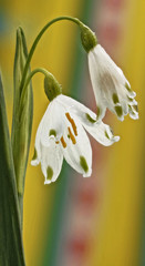 weisse Blueten Maerzenbecher